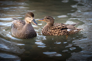 Ducks. - Kostenloses image #471473